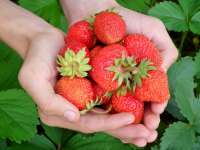 Indul az eperszezon - Szedd magad Szatymaz és Csanádpalota!